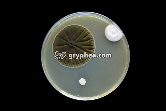 Moisissures - Développement de colonies sur gélose (contaminations accidentelles) - gryphea.com